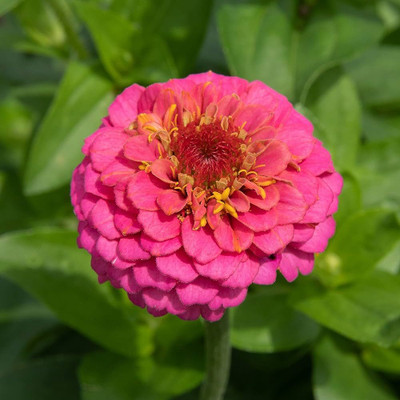 Seedsqlty zinnia flower seeds all colours hybrid, high germination (45 seeds) Seed(45 per packet)