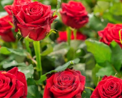 greenfarm NXC- Fragrant Rose Flower Seeds / Best Quality , 110 X Seeds, TRA162 Seed(110 per packet)
