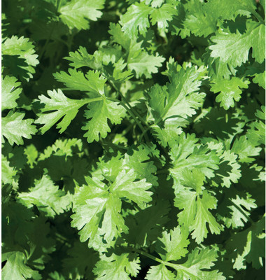 CEZIUS High Germination Organic Cilantro/Coriander-b7M Seed(340 per packet)