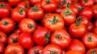KANAYA Tomato Hybrid Seed(1000 per packet)