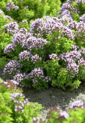 PROWSEED Common Oregano - Origanum Vulgare
P Seed(100 per packet)