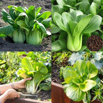 sbains Chinese Cabbage Seeds no of seeds 25 Seed(25 per packet)