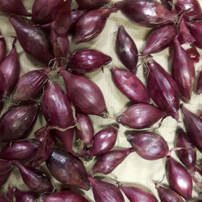 WILLVINE Onion - Electric -[400 Seeds] Seed(400 per packet)