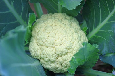 ReBuy white cauliflower,gobhee seeds Seed(13 per packet)