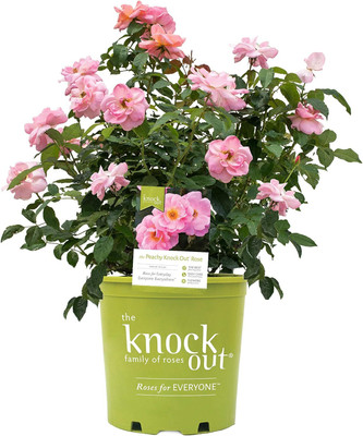Qualtivate HUA-2A Peachy Knock Out (Reblooming) Rose Seeds Seed(25 per packet)