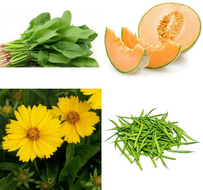 SimXotic Combo of Coreopsis, Cluster Beans, Muskmelon & Spinach Green Palak (GMO-FREE) Seed(4 per packet)