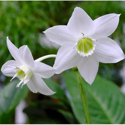 Vinayak Pesticides Eucharis lily flower bulbs Amazon lily home & garden pack of 5 Seed(1 per packet)