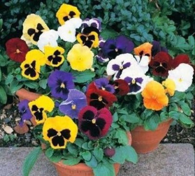 ACCELCROP Pansy White Flower Seeds Hybrid Seed(110 per packet)