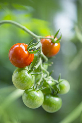 NaturePlanet tomato Seed(85 per packet)