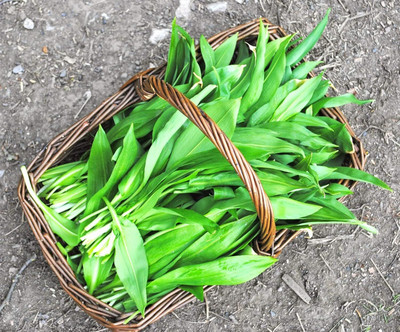 Biosnyg Hybrid Ramsons Wild Garlic Seeds For Planting-(500 Seeds) Seed(500 per packet)