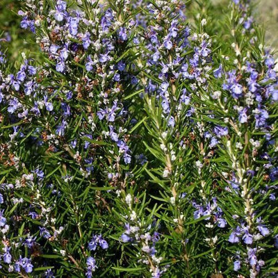 CYBEXIS NBIR-8 - Rosemary (Rosmarinus officinalis) - (2250 Seeds) Seed(2250 per packet)