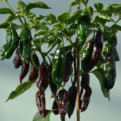 Biosnyg F1 Hybrid Hot Machu Pichu Chilli Seeds for Home Gardening-(2000 Seeds) Seed(2000 per packet)