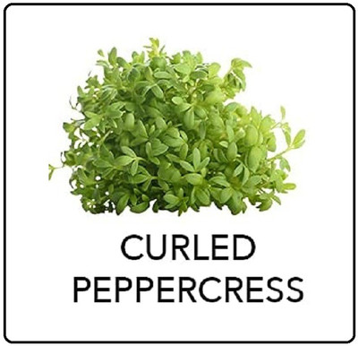 CYBEXIS Curled Peppercress2400 Seeds Seed(2400 per packet)