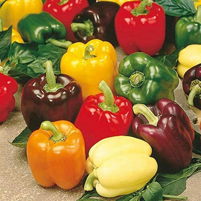 CYBEXIS Capsicum MiX Sweet Pepper Vegetable Seeds2400 Seeds Seed(2400 per packet)