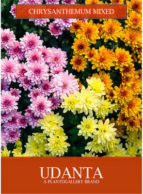 Udanta Chrysanthemum Mix Winter Flowers Seeds Avg 30-40 Each Packet Seed(1 per packet)