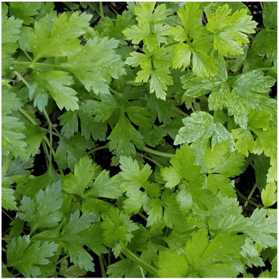 Qualtivate HYB-6A Italian Flat Leaf Parsley Seeds Seed(200 per packet)