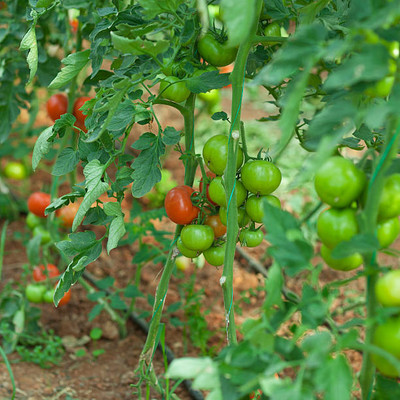 XEFRA tomato Seed(90 per packet)