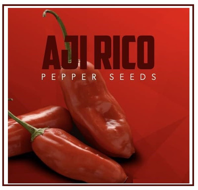 KNESSiN Organic Hot Aji Rico Pepper Seeds For Planting-(2400 Seeds) Seed(2400 per packet)