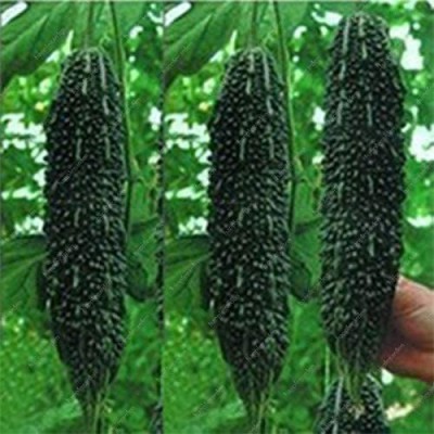 VibeX XLL-52 - F1 Hybrid Black Bitter Gourd Melon - (300 Seeds) Seed(300 per packet)