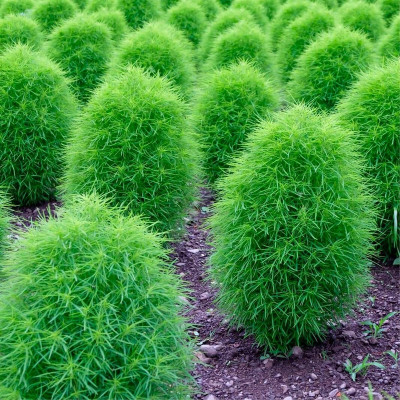 Arshiayat Kochia Seed(10 per packet)