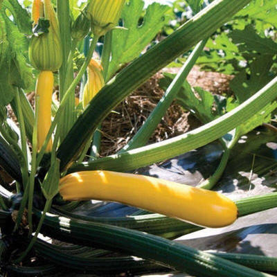 KNESSiN Hybrid Golden Glory Squash Vegetable Seeds for Kitchen Gardening - (40 Seeds) Seed(40 per packet)