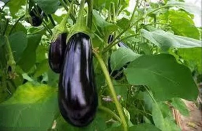 KNESSiN Black Round Brinjal ( Seeds) Seed(5000 per packet)