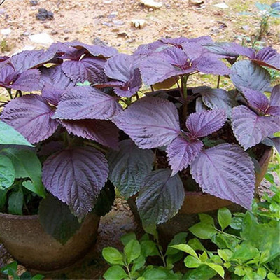 CYBEXIS High Yield Red Perilla Frutescens Shiso Seeds 2000 Seeds Seed(2000 per packet)
