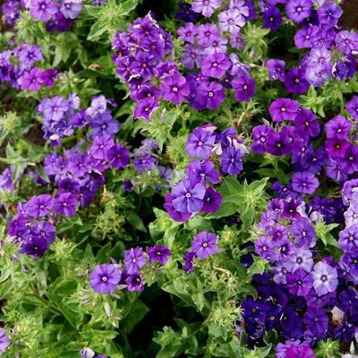 Aywal Phlox Flower Seed, Fragrant Dwarf Hybrid Beauty Mixed Seed(100 per packet)