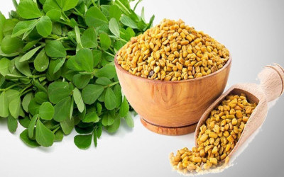 SIDDHI METHI DANA - FENUGREEK SEEDS - TRIGONELLA FOENUM-GRAECUM (100 gram Per pack) Seed(100 per packet)