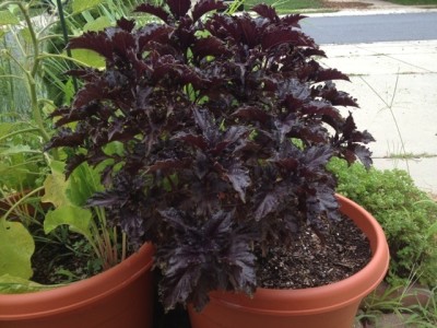 Qualtivate TLX-41 Basil, Purple Ruffles Herb Seeds Seed(1000 per packet)