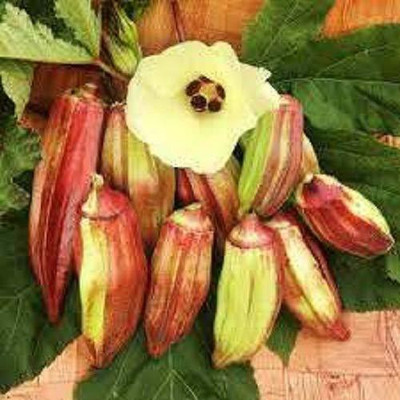 KANAYA Lal Bhindi Red Okra Lady Finger Vegetable Seed(10 per packet)