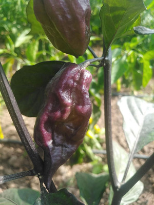 Biosnyg Easy to Grow Blue Fawn Yaki Chilli Seeds for Home Gardening-(4000 Seeds) Seed(4000 per packet)