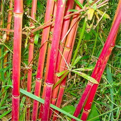 BDSresolve Red bamboo tree seeds for plant, bamboo seeds for plant, bamboo seeds Seed(20 per packet)