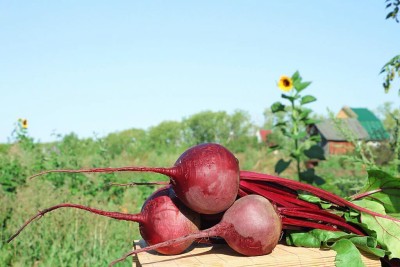 GREENSEA Beetroot, Chukandar Seed(36 per packet)