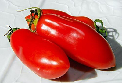 KNESSiN Heirloom Italian San Marzano Tomato Seeds for Kitchen Gardening - (1000 Seeds) Seed(100 per packet)