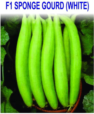 Qualtivate PUA-1A White Sponge Gourd Tori Torai Seeds Seed(50 per packet)