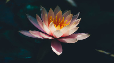 RoyalGardening lotus,kamal gatta Seed(11 per packet)