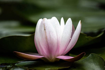 ARYAN EVERGREEN lotus,kamal gatta Seed(10 per packet)