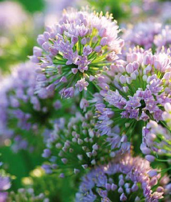 CYBEXIS Allium, Pink Moon400 Seeds Seed(400 per packet)
