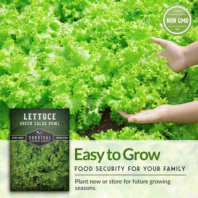 Qualtivate PUAS-3A Green Salad Bowl Lettuce Seed(300 per packet)