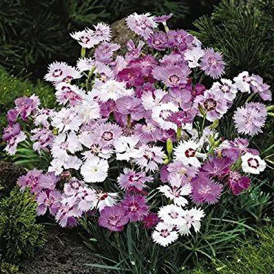 Aro Sweet willami Seed(80 per packet)