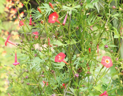 ZIXA IPOMEA FLOWER Seed(10 per packet)