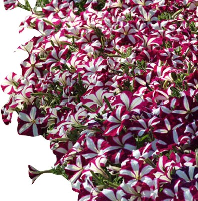 VibeX NBIR-59 - Petunia Easy Wave Burgundy Star Flower - (540 Seeds) Seed(540 per packet)