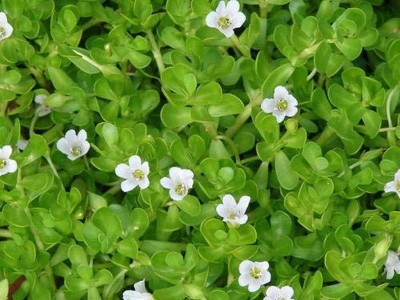 Kapebonavista Brahmi bacopa monnieri sapling plant, monnier's bacopa, brahmisaka Seed(1 per packet)