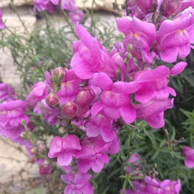 CRGO ANTIRRHINUM Seed(60 per packet)