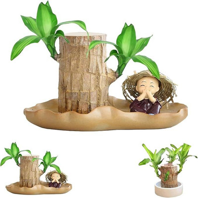 Cloud Farm Mini Brazalian wood Seed(2 per packet)