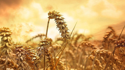 CYBEXIS NDIR-85 - Premium Hard Red Winter Wheat - (2500 Seeds) Seed(2500 per packet)