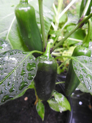 CYBEXIS Heirloom Jalapeno Hot Chilli Seeds2400 Seeds Seed(2400 per packet)