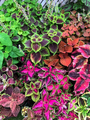 Quentova Coleus (seeds) Vomov Master Blend-11M-KTL Seed(75 per packet)