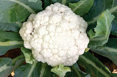 CYBEXIS Charming Snow Cauliflower Variety2000 Seeds Seed(2000 per packet)